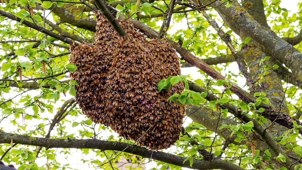 Abscondings and Bees Clustering on the Underside and ...