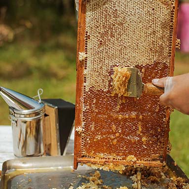 frame honey