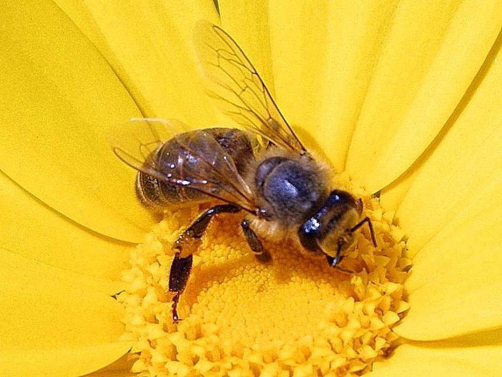 Honey bee on a yellow flower — an example for identification