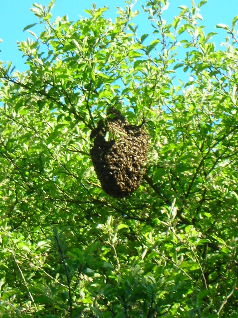 Honey bee swarm hanging in an exposed cluster from a branch